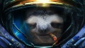 Starcraft animals sloth helmets ii photo manipulations 1366x768 67874.jpg